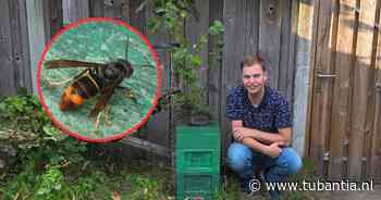 Hengelose Jasper (29) jaagt vanuit zijn tuin op hoornaars: ‘Vijf nesten in één week gevonden’