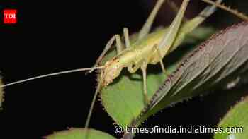 Scientists use AI to recreate insect calls from Jurassic; some communicated above human hearing