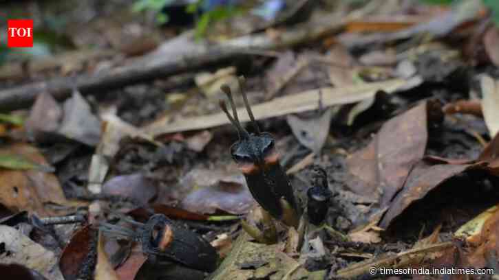 Devil Flower Species Found: Fungi-fed Thai plant stuns botanists; fewer than 50 exist