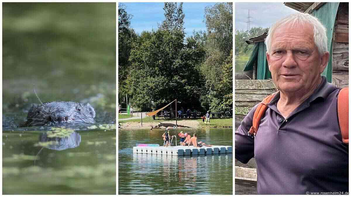 Zwischen Gefahr und Idylle: Badegäste am Waldsee in Schechen sind gelassen – darf der Biber bleiben?