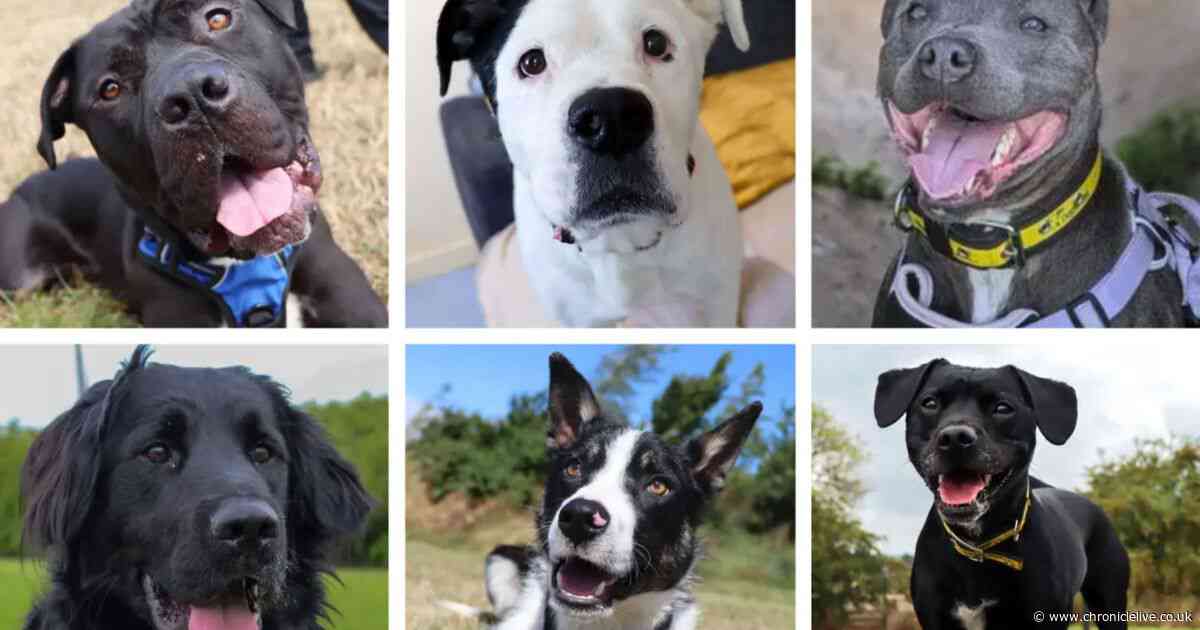 Meet the 25 dogs waiting to find loving homes after a stay in North East kennels