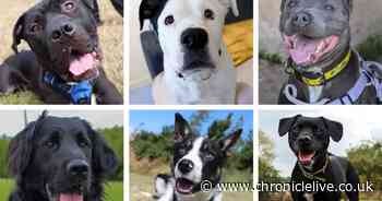 Meet the 25 dogs waiting to find loving homes after a stay in North East kennels