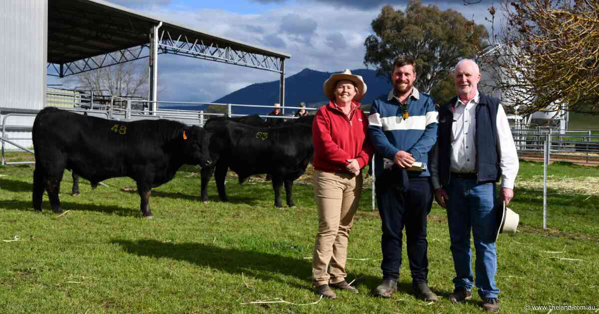 Return customers bolster bull sale as The Glen Angus looks to a change of pace