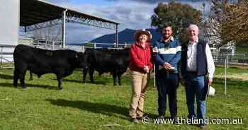 Return customers bolster bull sale as The Glen Angus looks to a change of pace
