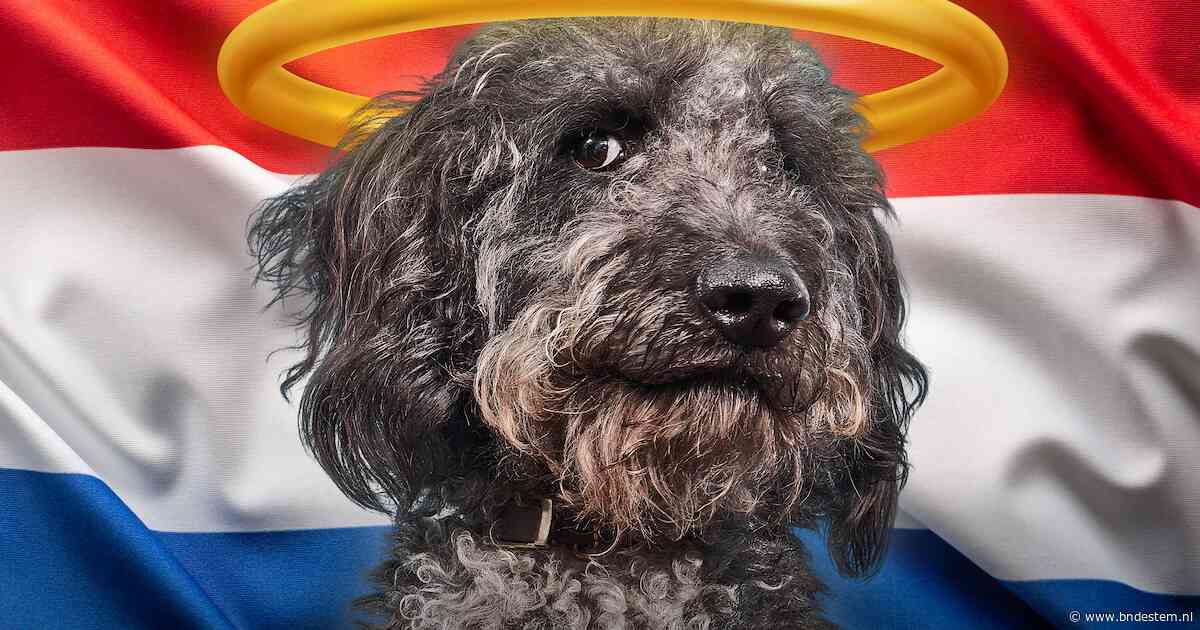 Labradoodle als ‘ideale gezinshond’ is niet altijd zo’n brave rakker