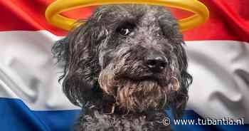 Labradoodle als ‘ideale gezinshond’ is niet altijd zo’n brave rakker