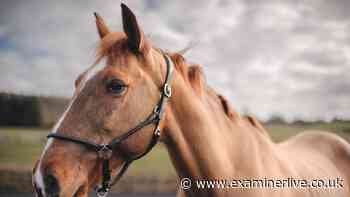 Vet's warning as horses die across UK from illness linked to weather