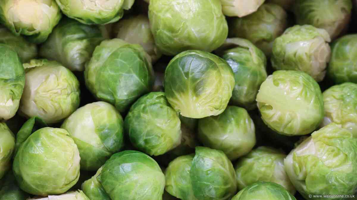 Fears there may be no Brussels sprouts for Christmas this year