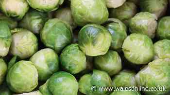 Fears there may be no Brussels sprouts for Christmas this year