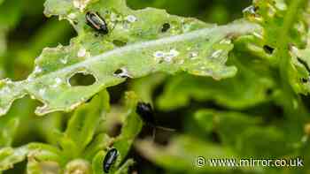 Brussels sprouts may be off the menu for Christmas thanks to beetle outbreak