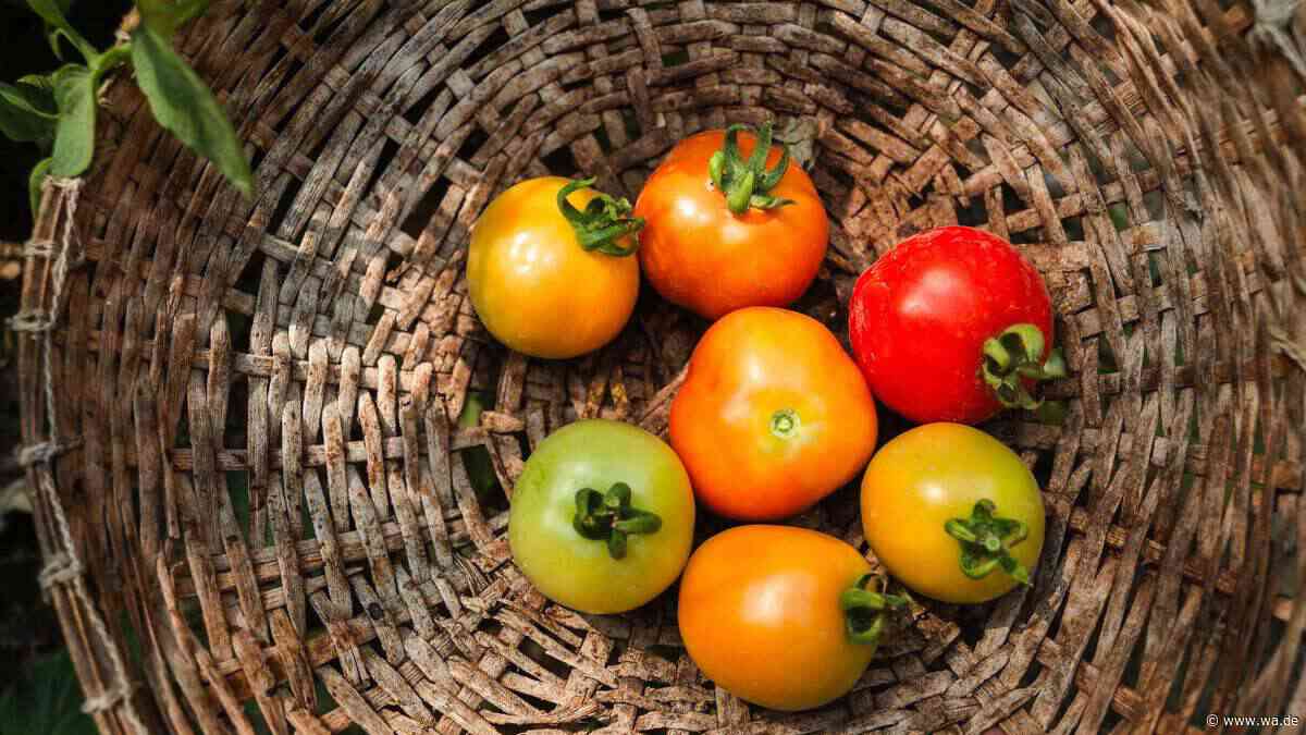 Tomaten richtig lagern: Mit diesen Tipps bleiben sie bis zu 14 Tage frisch und aromatisch