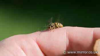 'I'm a nurse – don't ignore 9 serious symptoms if you're stung by a wasp or bee'