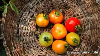 Tomaten richtig lagern: Mit diesen Tipps bleiben sie bis zu 14 Tage frisch und aromatisch