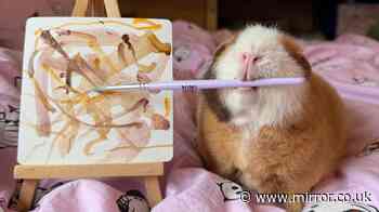 'I sell my guinea pig's paintings on Vinted - they're gone within minutes'