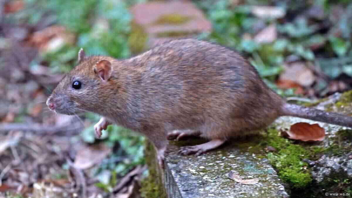 Drei fatale Alltagsfehler am Herbstanfang: Womit Gartenbesitzer in NRW Ratten unbemerkt anlocken