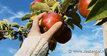 Cidermakerij van dichtbij: op deze dag mag je komen kijken en proeven