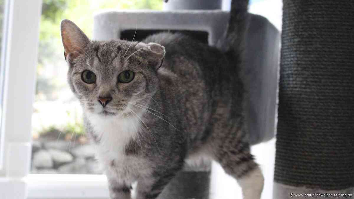 Stewart aus dem Tierheim Braunschweig möchte ganz besonders viel kuscheln