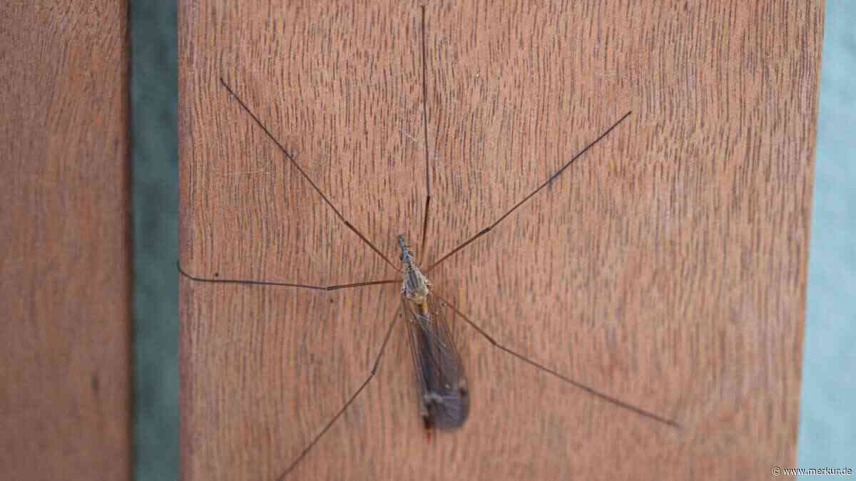 „Gib mir Tiernamen!“ – Warum dieses Insekt so viele falsche Namen hat und welcher Irrtum damit zu tun hat
