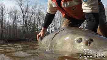 Some Great Lakes sturgeon may be 400 years old. Scientists are rethinking how to save them