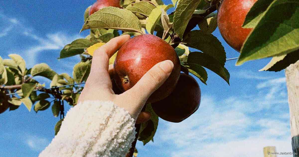 Cidermakerij van dichtbij: op deze dag mag je komen kijken en proeven