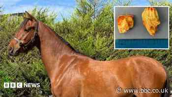 Horse found with two 'teeth' in its ear seeks home