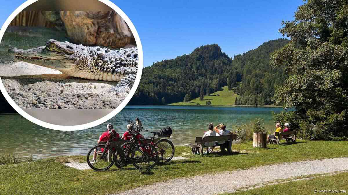 Nilkrokodil verschwindet in Genf und taucht im Allgäu wieder auf – es wird bis zu vier Meter groß