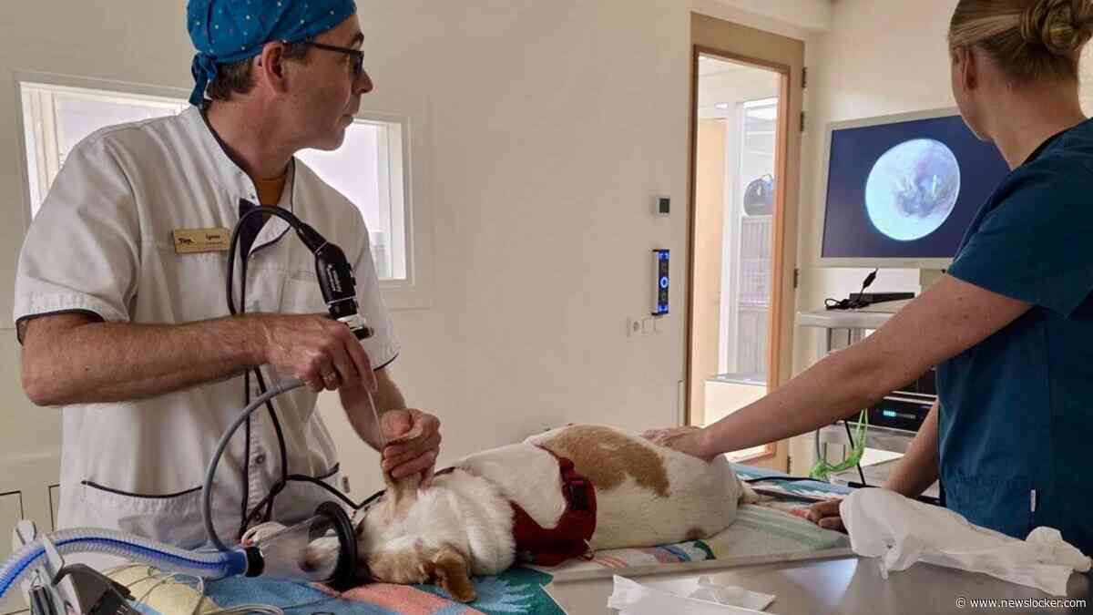 Dierenarts waarschuwt voor grasaren bij honden en katten: ’Uiteindelijk hebben we hem via de elleboog eruit gevist’