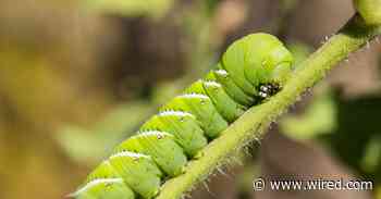 Scientists Put Caterpillars in an Ultraquiet Chamber to Learn How They Hear Without Ears