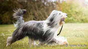 Bearded Collie im Rasseporträt: Charakter, Haltung und Pflege der Hunde