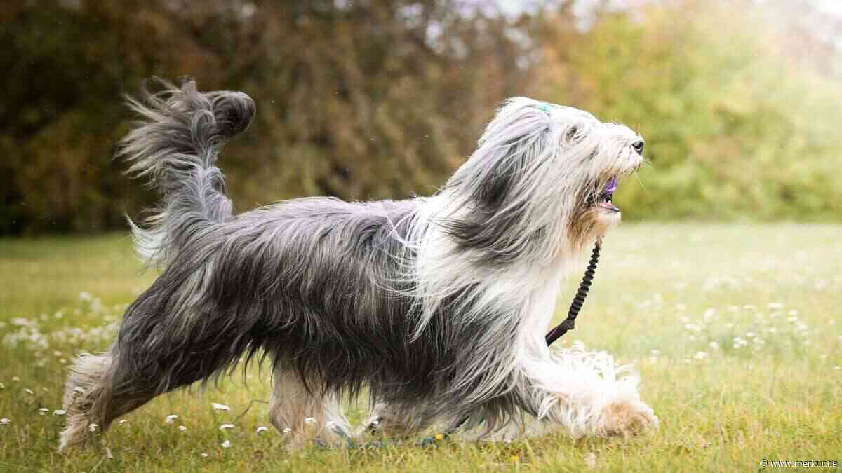 Bearded Collie im Rasseporträt: Charakter, Haltung und Pflege der Hunde
