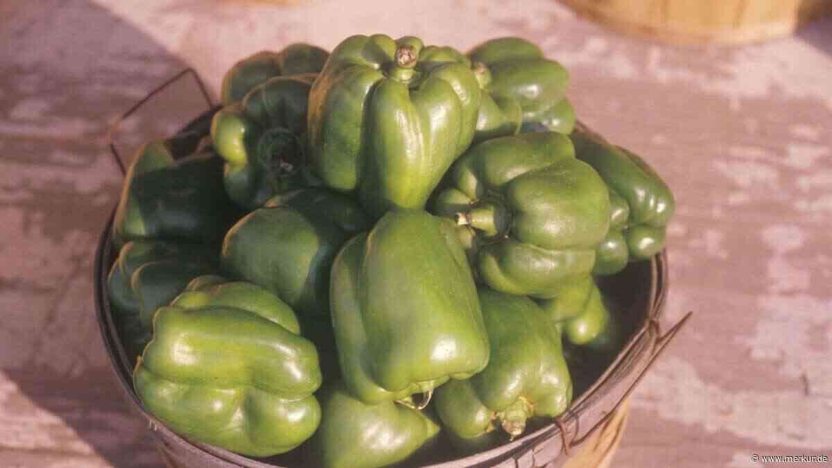 Kühlschrank oder nicht? Wie Sie Paprika richtig frischhalten