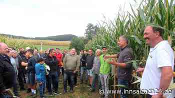 Ernte-Desaster? 150 Landwirte analysieren in Oberbergkirchen: Welcher Mais trotzt der Hitze?