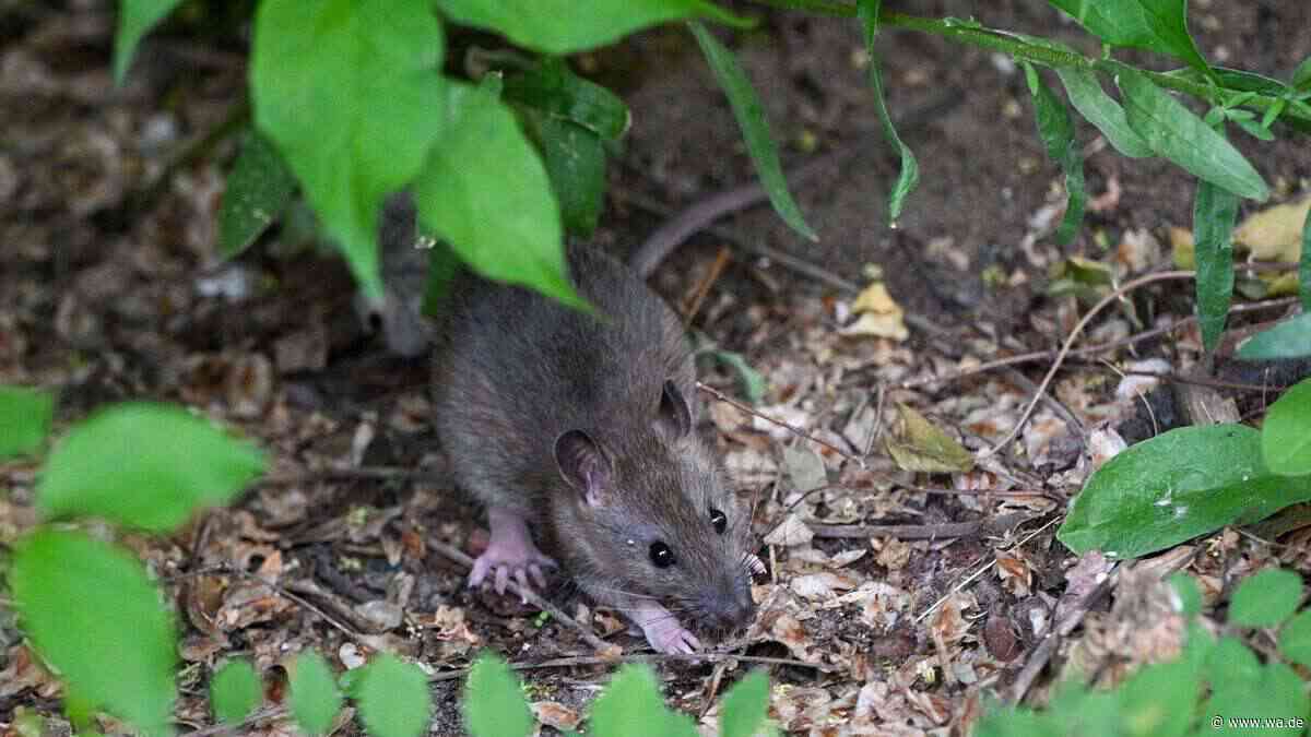 Jeder hat ihn zu Hause: Gegenstand hält Ratten vom Garten fern