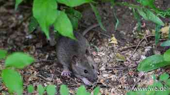 Jeder hat ihn zu Hause: Gegenstand hält Ratten vom Garten fern