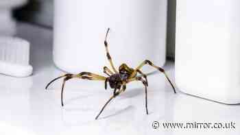 Woman horrified after finding spider 'size of cocker spaniel' living in her loft