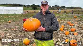 Will there be enough pumpkins for Halloween?