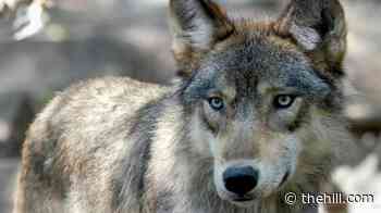 Trump's signs order allowing ranchers to kill wolves to protect herds 