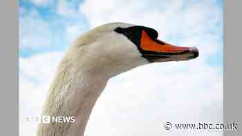 Swan on railway line causing train delays