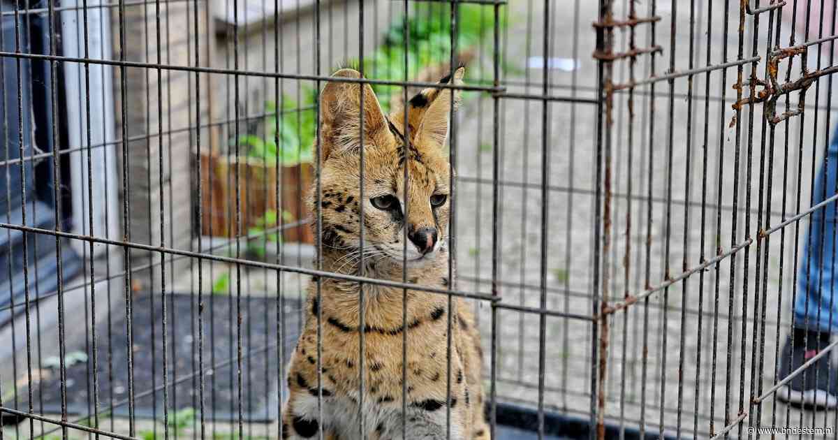 Serval Django opnieuw ontsnapt uit huis in Tilburg: ‘Sommige buren maken een grapje dat ze hem zelf gaan vangen’