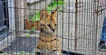 Serval Django opnieuw ontsnapt uit huis in Tilburg: ‘Sommige buren maken een grapje dat ze hem zelf gaan vangen’