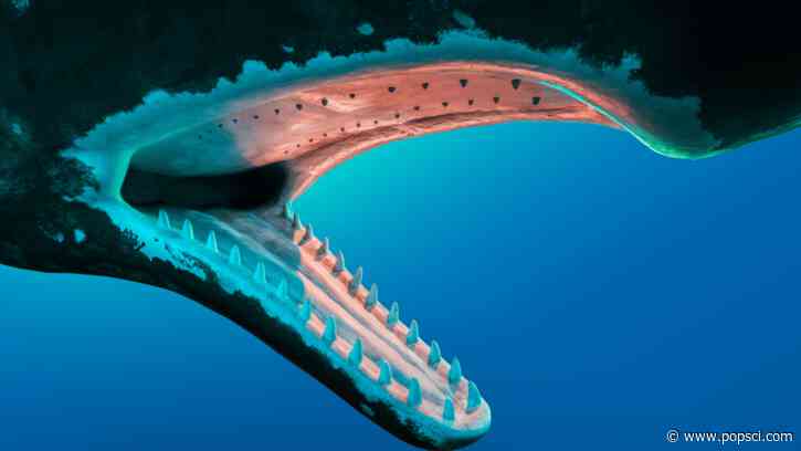 Could a whale really swallow a human? We asked a biologist.