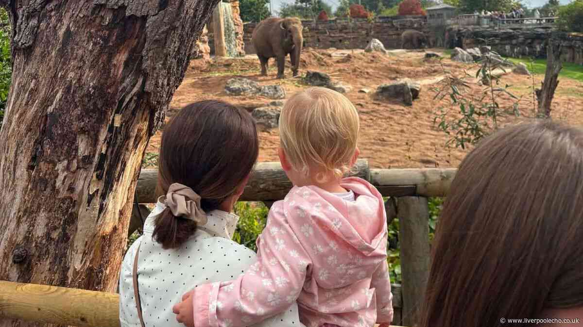 'We spent 4 hours at Chester Zoo with a toddler and saw so many animals despite the rain'
