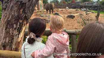 'We spent 4 hours at Chester Zoo with a toddler and saw so many animals despite the rain'