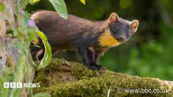 Potential for pine martens' return, findings show