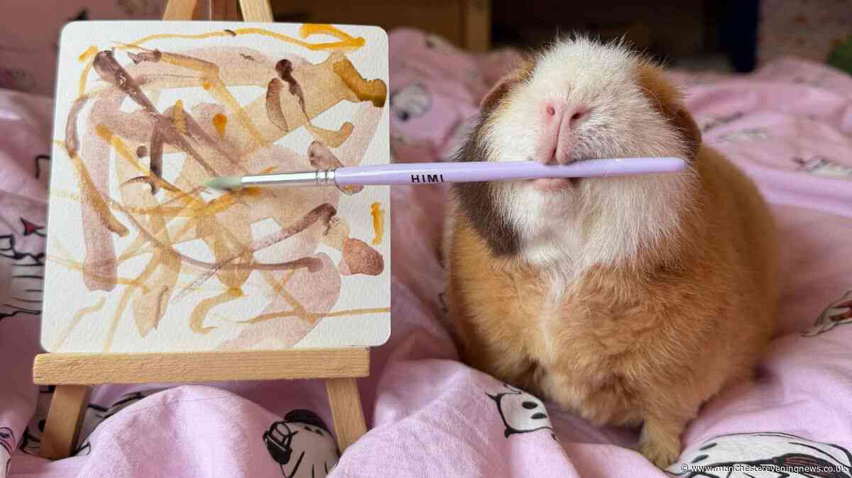 Woman's pet guinea pig paints pictures and they sell out on Vinted 'within minutes'