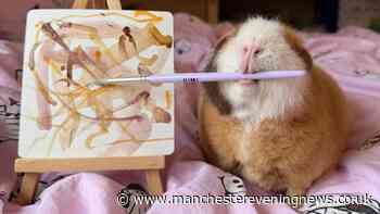 Woman's pet guinea pig paints pictures and they sell out on Vinted 'within minutes'