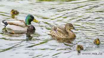 Falsch verstandene Tierliebe: Warum es keine gute Idee ist, Enten zu füttern
