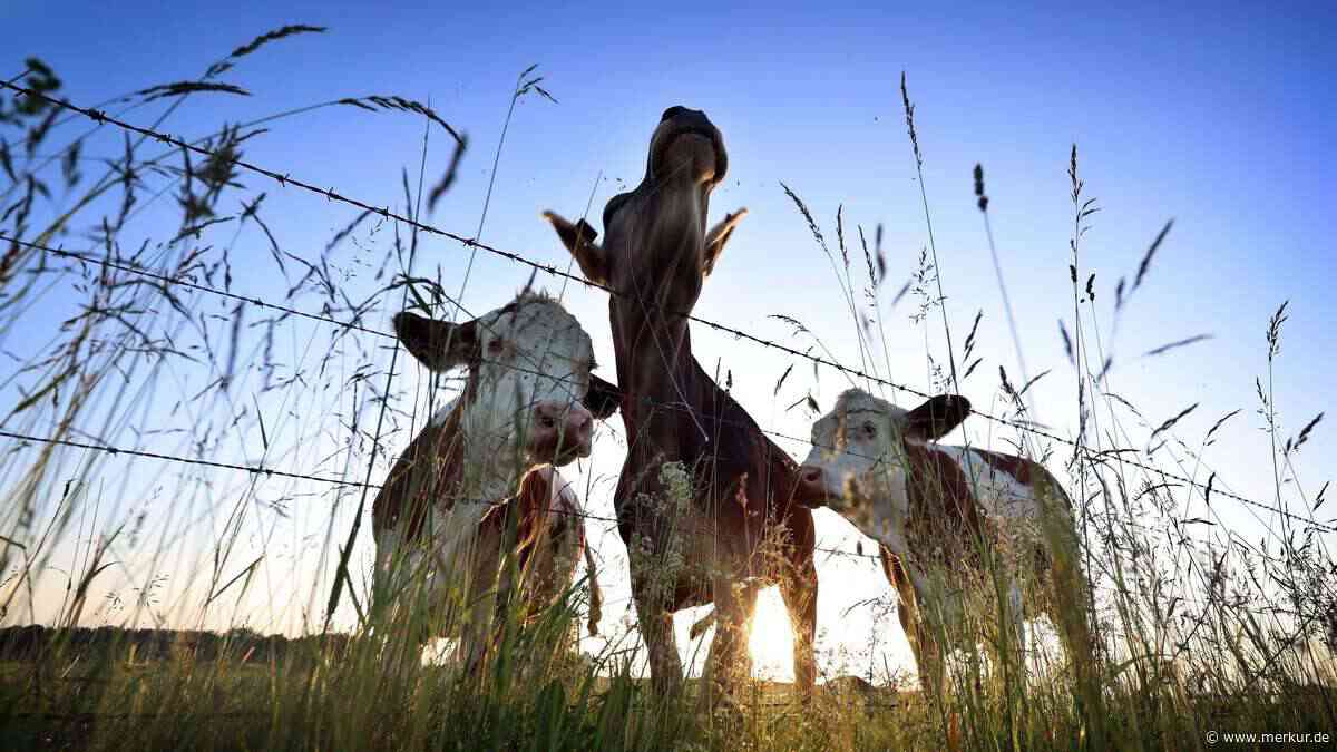 Neues Virus breitet sich in Ställen aus: Landwirte spüren Auswirkungen – „Wir sind erschrocken“