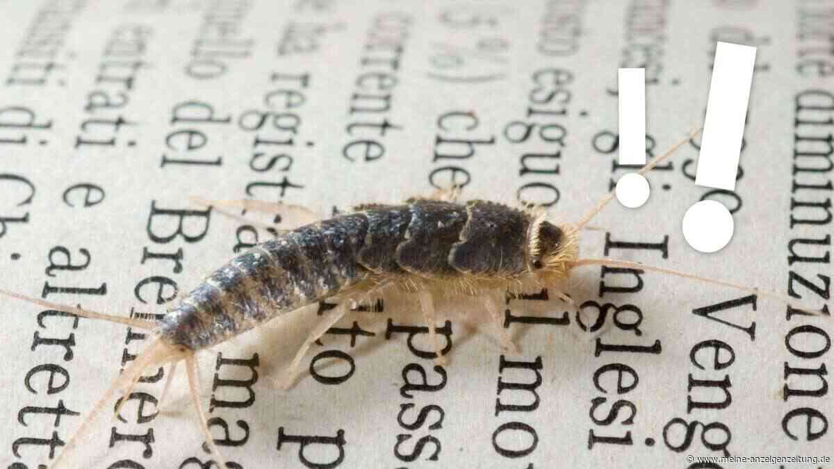 Silberfischchen im Bad? Oft steckt dieses Problem dahinter
