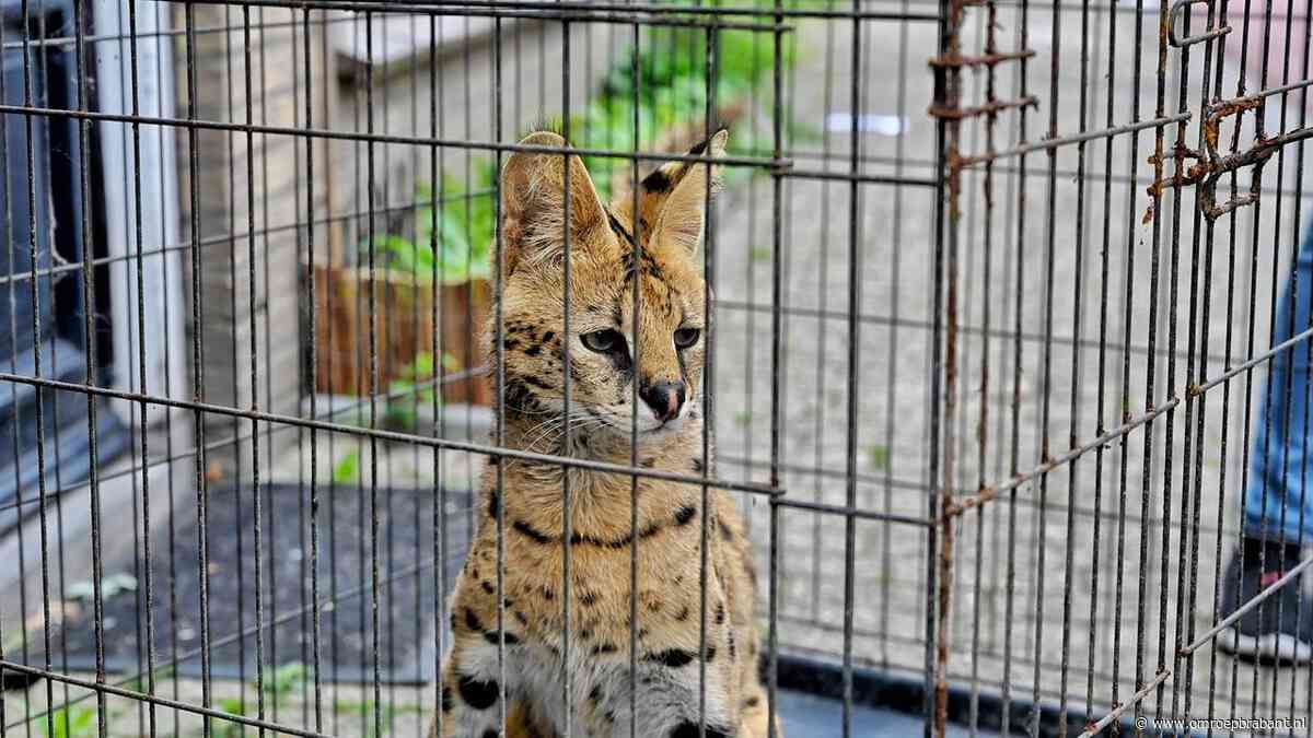 Serval Django doodt twee kippen en is nog altijd spoorloos